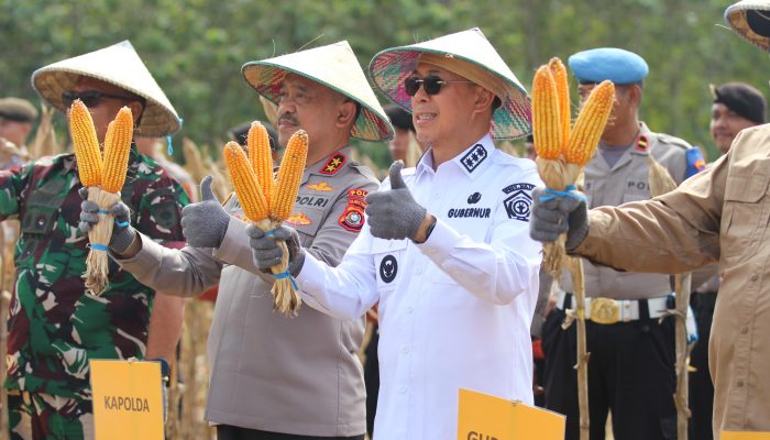 Panen Raya Jagung Serentak Digelar di Konsel, Sultra Siap Jadi Lumbung Pangan Nasional